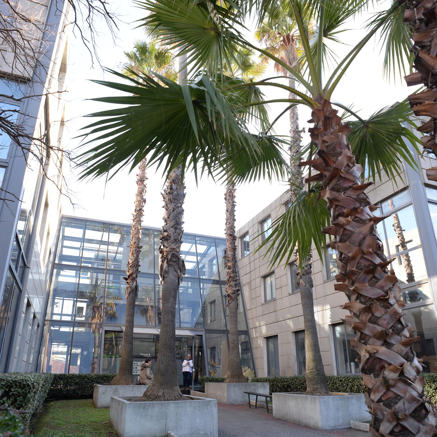 Patio planté de palmiers devant le hall vitré de l'immeuble de bureaux Twins 1