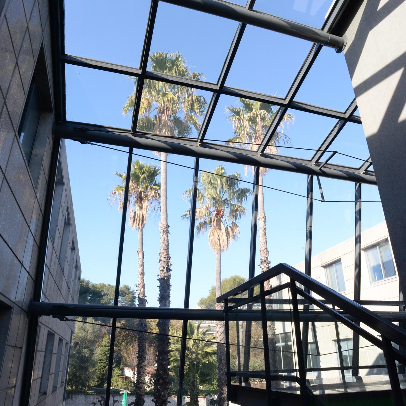 Vue sur les palmiers depuis la verrière du hall de Twins 1